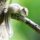 아기다람쥐 이미지