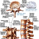 척추의 일반적인 상식 이미지