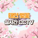 쓰리팝PC카페 | 2026년 태안 벚꽃 실시간 CCTV, 명소별 개화 시기 최대 1주일 차이