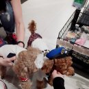 꼬망이펫샵 이미지