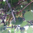 길원농장 이미지