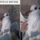 끼룩끼룩 이미지