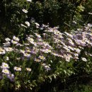 오디마을펜션 이미지