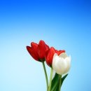 국제이민행정사 이미지