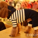 토미펫샵 이미지