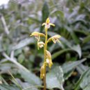 백두산화원 이미지