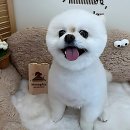 멍데이(meongday) | 우리 강아지 꽃단장하는 날, 멍데이 다녀왔어요!