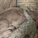 송아지집 이미지