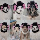 애견호텔 몽몽 이미지