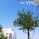 서산셀세모 이미지