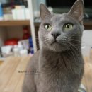 힐냥이