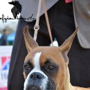 ANSEONG FCI INTERNATIONAL DOG SHOW [ International Dog Show with attribution of the CACIB of the FCI] 이미지