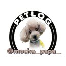 pet39어1782 | Petlog(Pet+Blog)-39. 모카 노즈워크놀이
