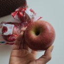 대구경북능금농업협동조합 | 건강간식 세척사과 대구경북능금농업협동조합 꿀사과