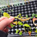 산소농장 이미지