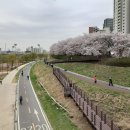 안양천의 화창한 봄날(2021.4.2) 이미지
