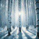 자작나무숲 이미지