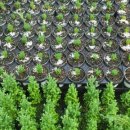 상록수농장 이미지