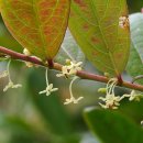 만두나무 이미지