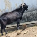 맥타가트 농장 이미지