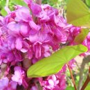 민들레화원 이미지