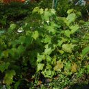 느티나무하우스 이미지