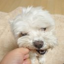 독구제과 | 보산역 - 독구제과 (강아지 수제간식)