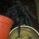 아라크네 이미지