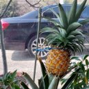 학표농자재 이미지