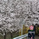 부일경로당 | 여수 벚꽃명소 승월마을 현재상황 4월 1일