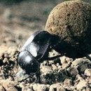 쇠똥구리 마을 이미지