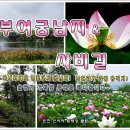 7월10일 부여궁남지연꽃축제&사비길(백제길) 이미지