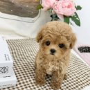 요기독 강아지분양 고양이분양 수원본점 이미지