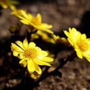 풀빛향기 이미지