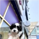 강아지분양 애견분양 퍼피플라워 중랑점 이미지