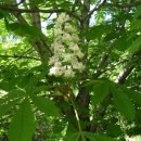 밤나무골시장 이미지