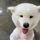 메종 드 펫 이미지