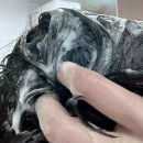 노블라인 | [미용실 샴푸] 이그체 노블라인 샴푸 두피케어 후기