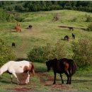 신흥초교 이미지