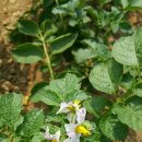 단원농장 이미지