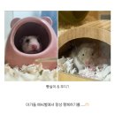 서현역 펫로스 전문상담소 살다 (심리예술공간살다)_심리상담후기(feat. 골든햄스터 빵실이를 추모하며)