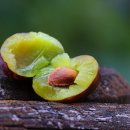 텔레이온 이미지