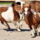제주조랑말타운 이미지