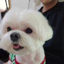 빠박이 애견미용 이미지
