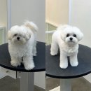누리애견미용 이미지