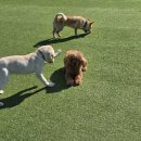 제네시스호프 이미지