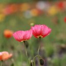 아이스랜드 - 남원시 남문로 402 | 아이스랜드