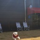 댕댕라운지 이미지