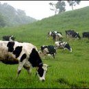 서원목장 이미지