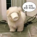 하삼동커피반구점